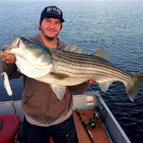 striper fish|Striper Fish Facts and FAQ .